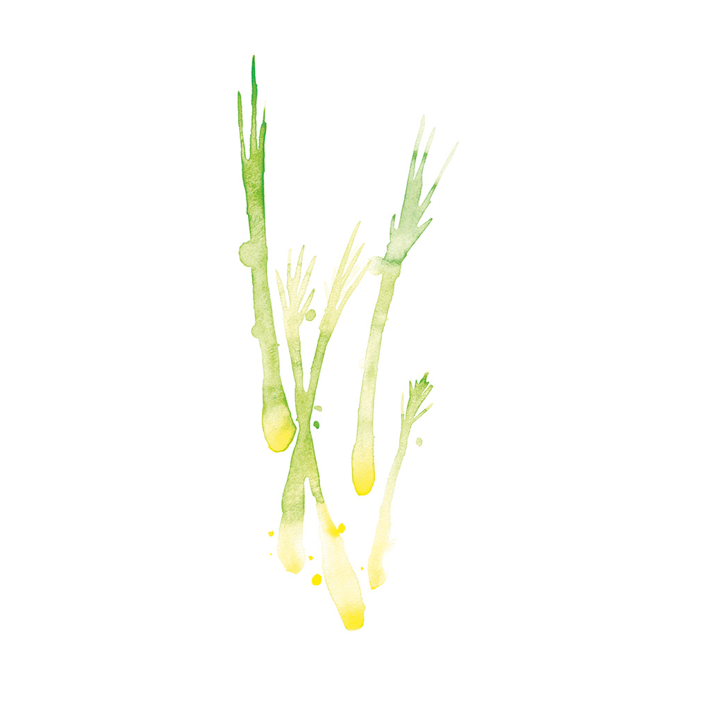 Kräuterkissen Lemongrass