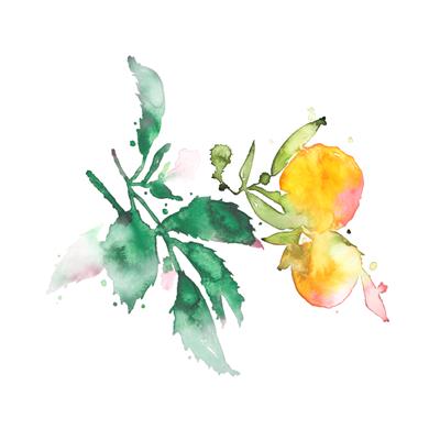Dampfbadduft Edelminze-Citrus